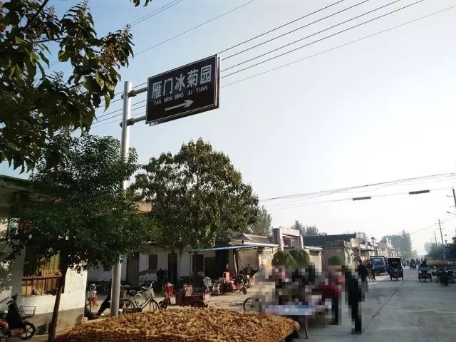 如何找到云臺(tái)冰菊？怎樣找到云臺(tái)冰菊？